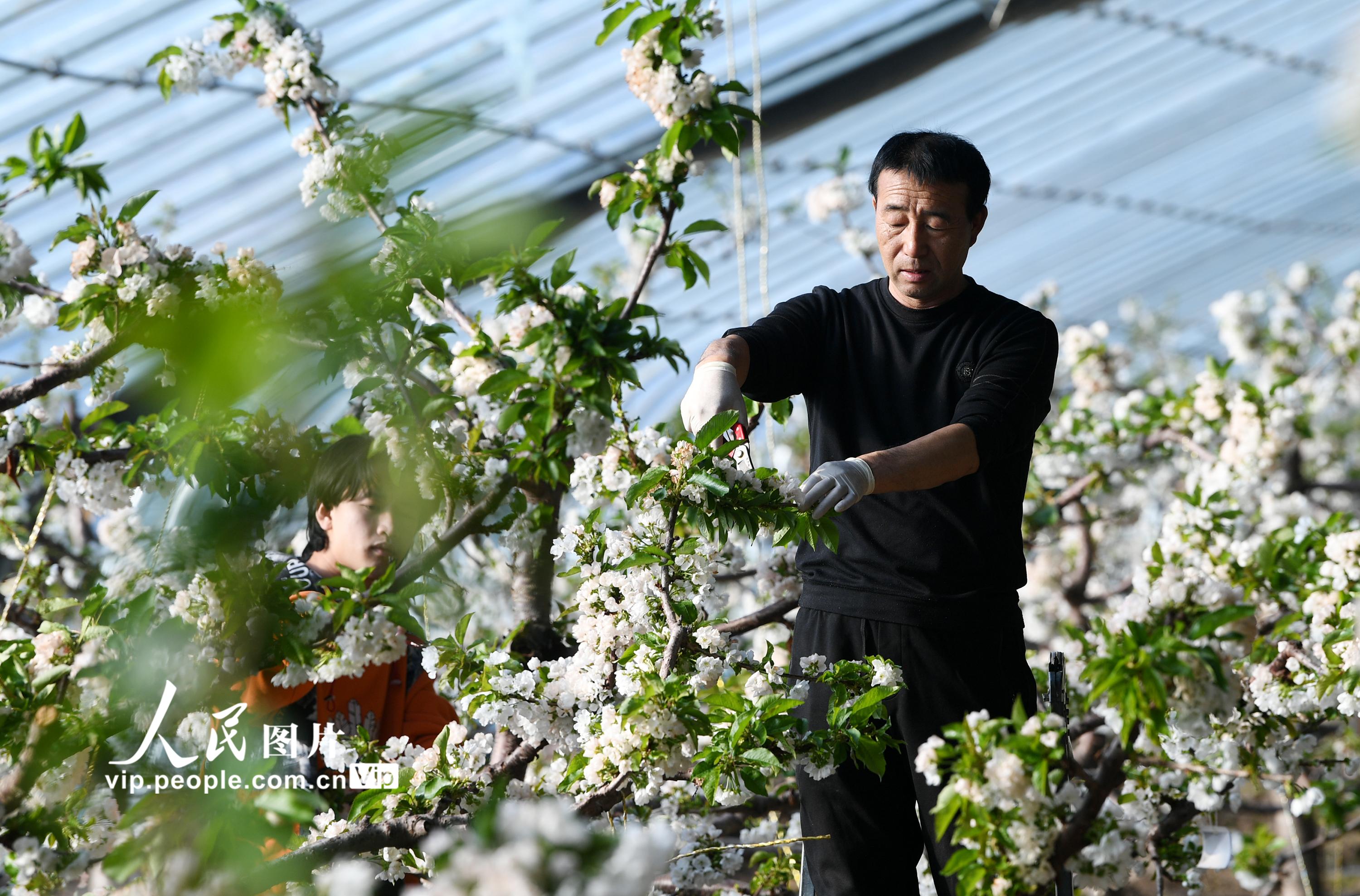 河北沽源：樱桃花开迎客来