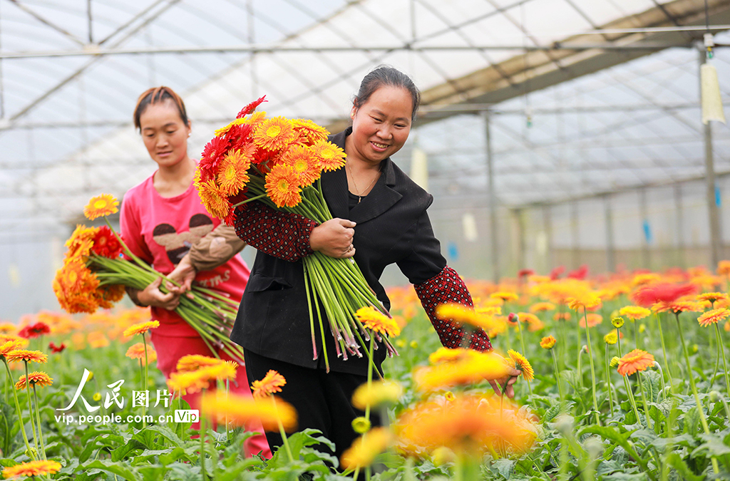 贵州黔西：“鲜花经济”助力乡村振兴