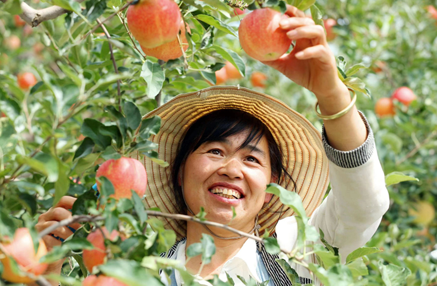陕西合阳：苹果喜丰收 果农笑开颜