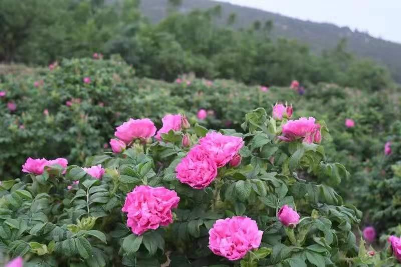 山东平阴：全面推行河长制 玫瑰产业吐芬芳