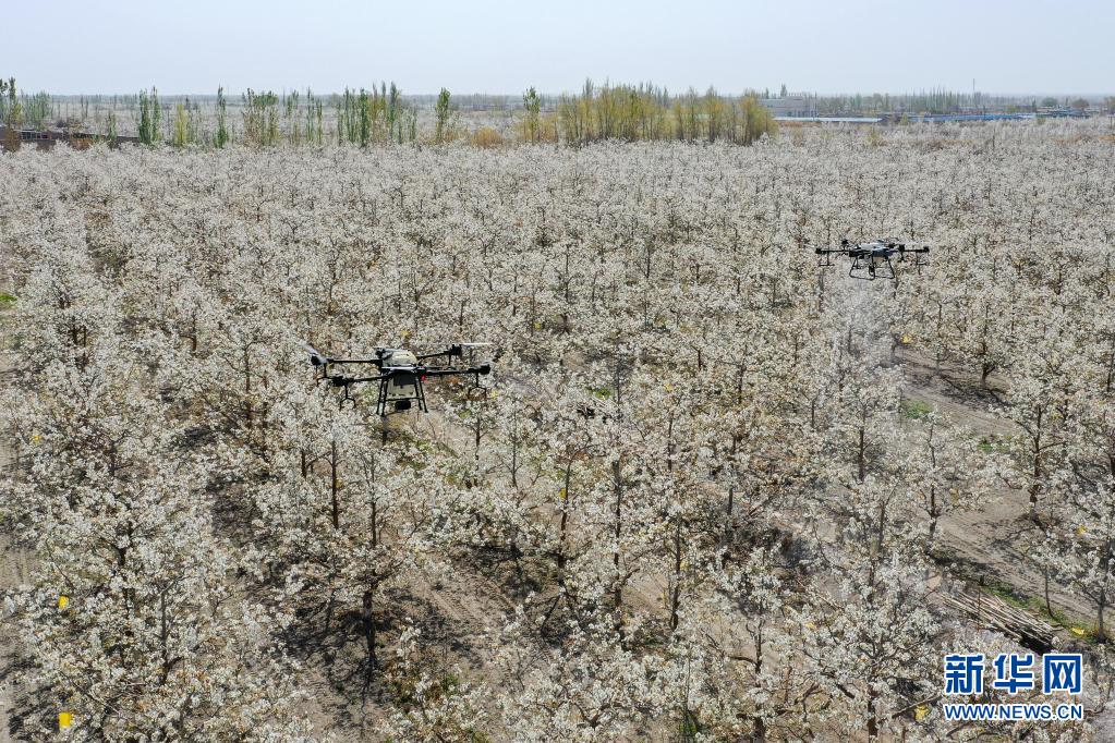 新疆：梨农授粉用上无人机