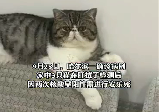 哈尔滨3只猫核酸阳性被安乐死，社区工作人员：不处理屋里就全是阳性