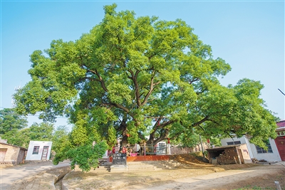 在陕西白水古槐村，一棵古槐树见证着村庄的发展 古槐树下 乡情悠长
