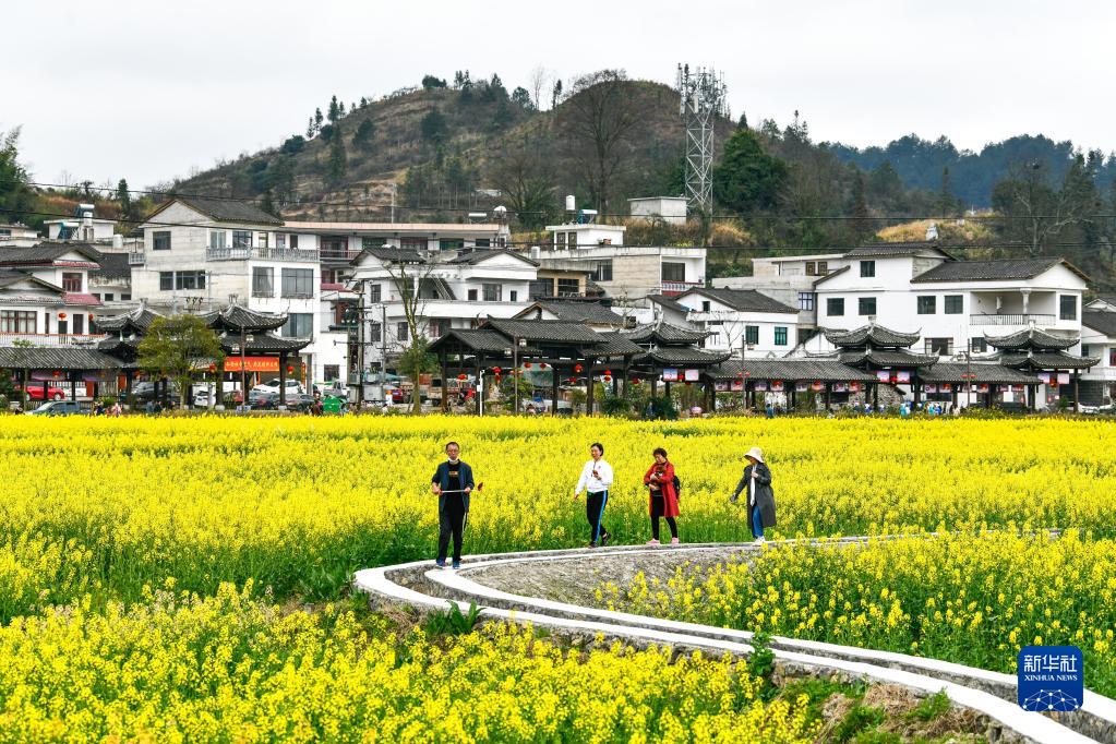 贵州贵定：“赏花经济”带动乡村旅游