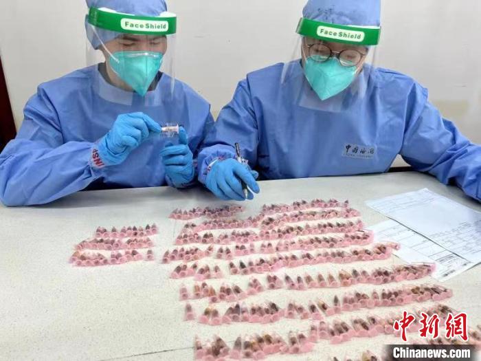 上海浦东国际机场海关在进境快件中查获300只“偷渡蚂蚁”