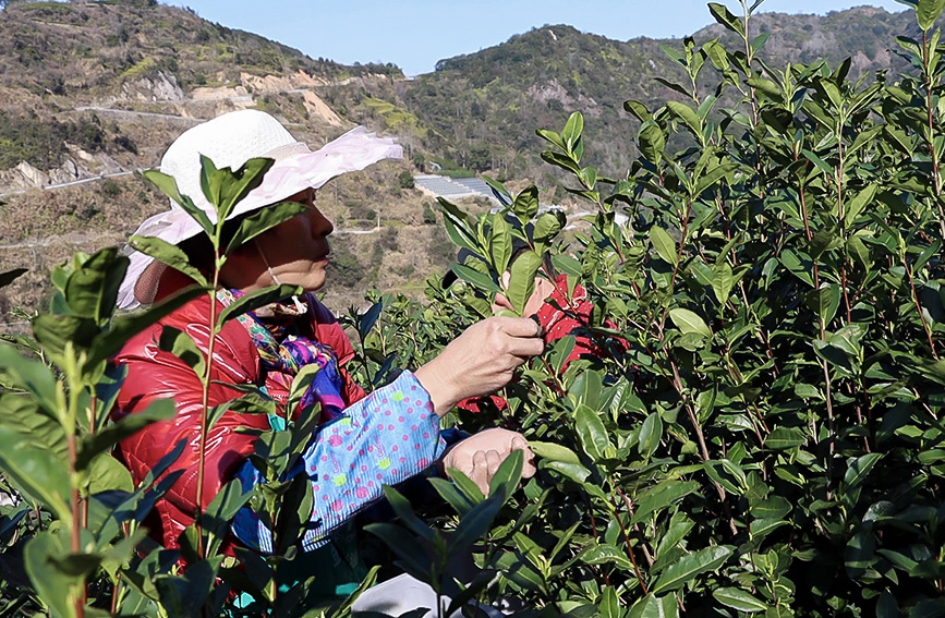 浙江：乌牛早茶“问春” 缕缕茶香沁人