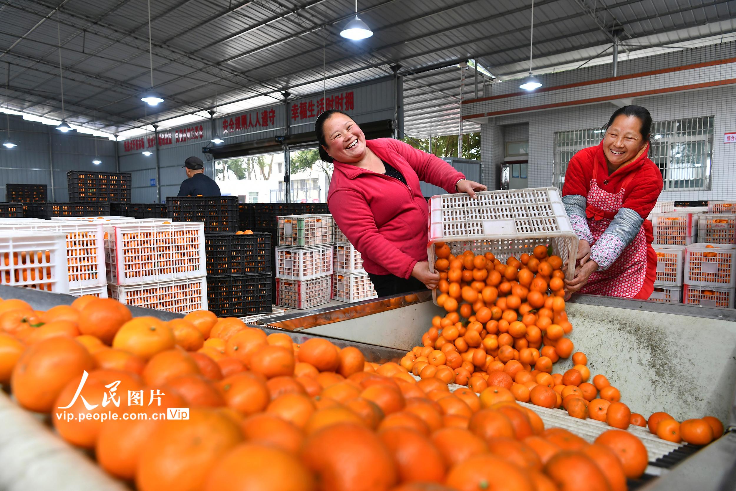 四川广安：晚熟柑橘 增收“摇钱树”
