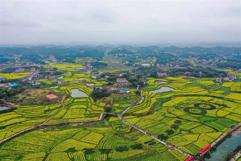 湖南油菜花海绽放“美丽经济”