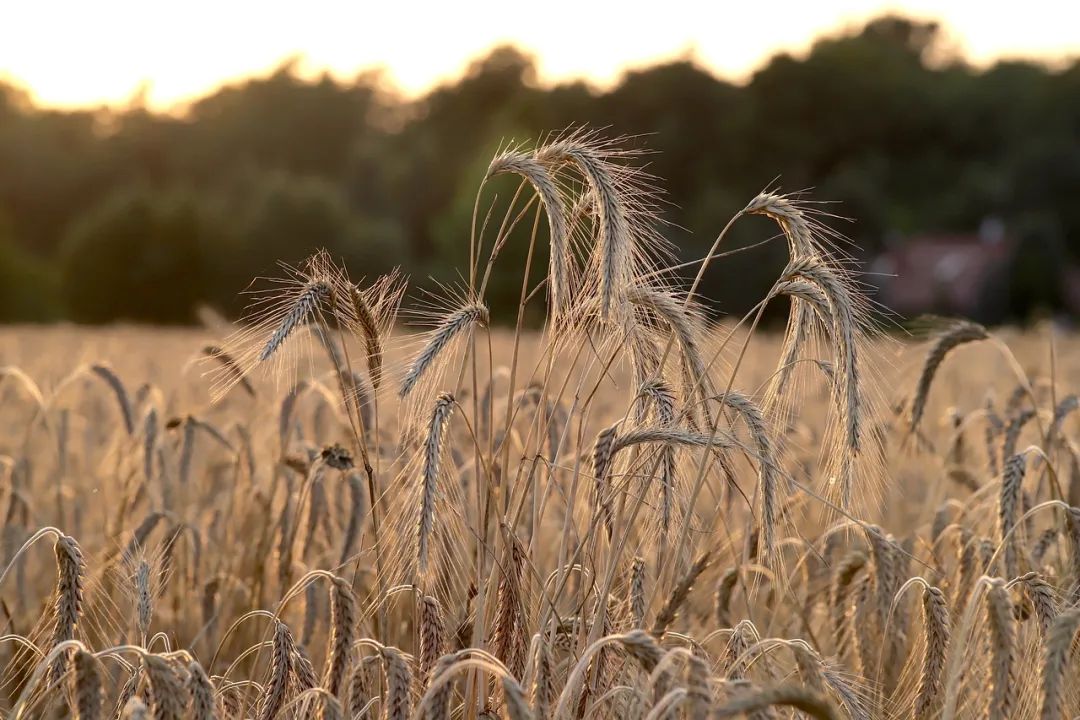 河南麦收季遇10年最严重“烂场雨”，灾情如何？怎样应对？