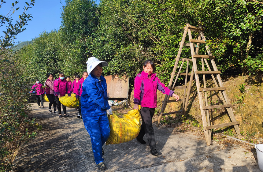 广西上思：万亩油茶树为乡村振兴“加油”