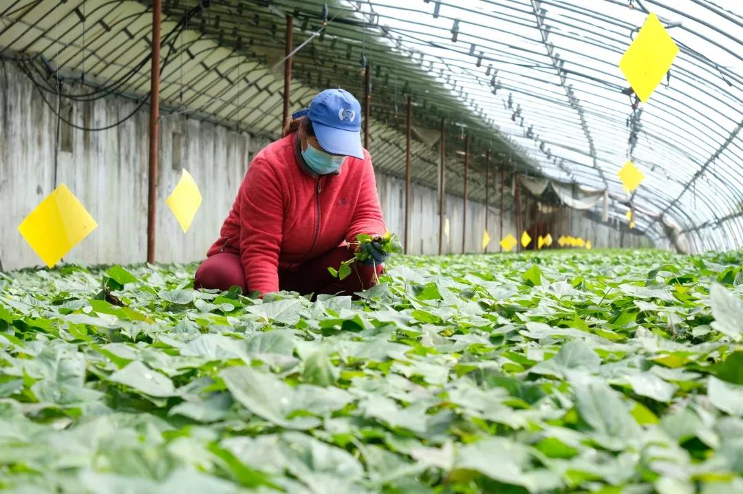 北京延庆：小红薯苗托起致富大产业