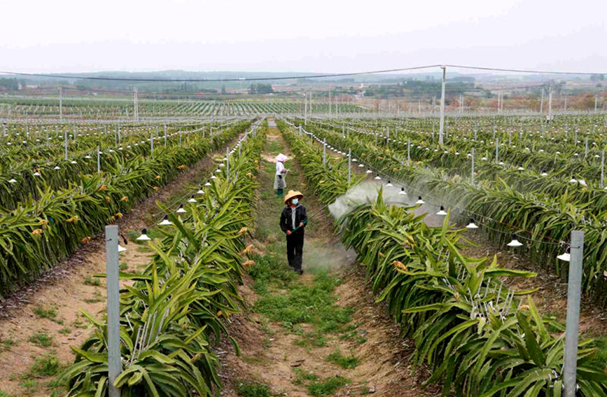 海南昌江：打造绿色循环生态农业