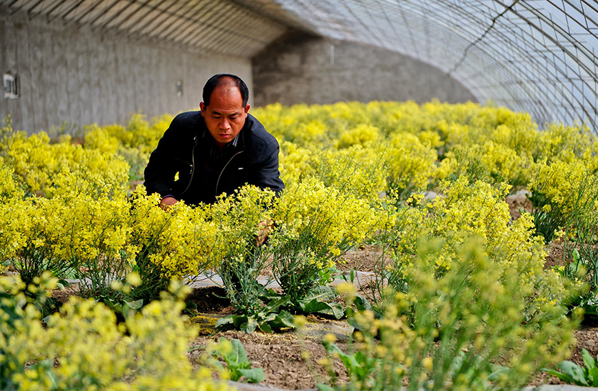 天津市北辰区季庄子村季核亮—— 扎根泥土 育蔬菜良种