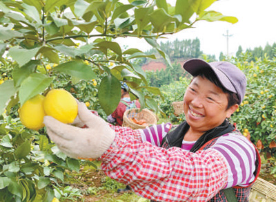 重庆市潼南区10余万人吃上“柠檬饭”，2022年柠檬产业链总产值逾60亿元 发展柠檬产业鼓起了果农“钱袋子”