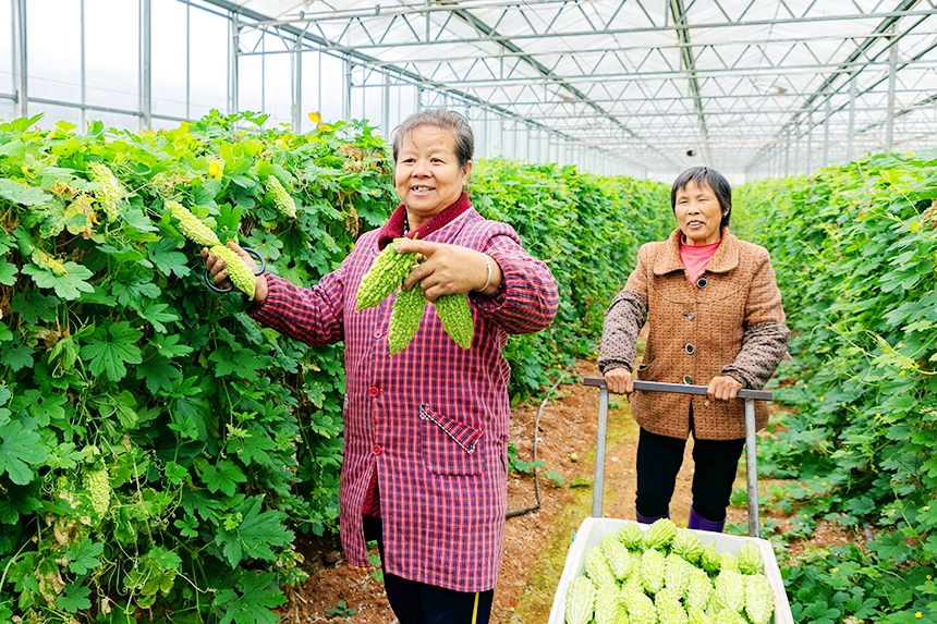 江西永新：蔬菜产业助农增收