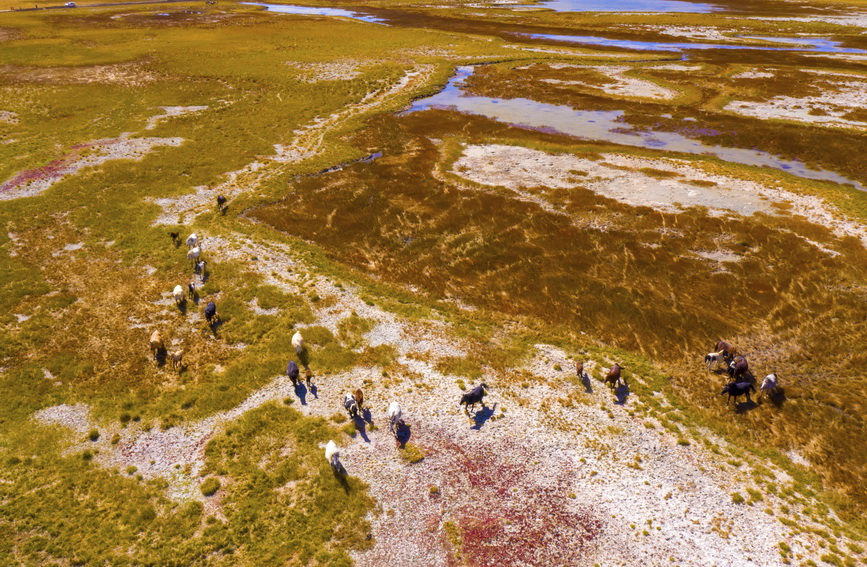 甘肃阿克塞：色彩斑斓湿地美