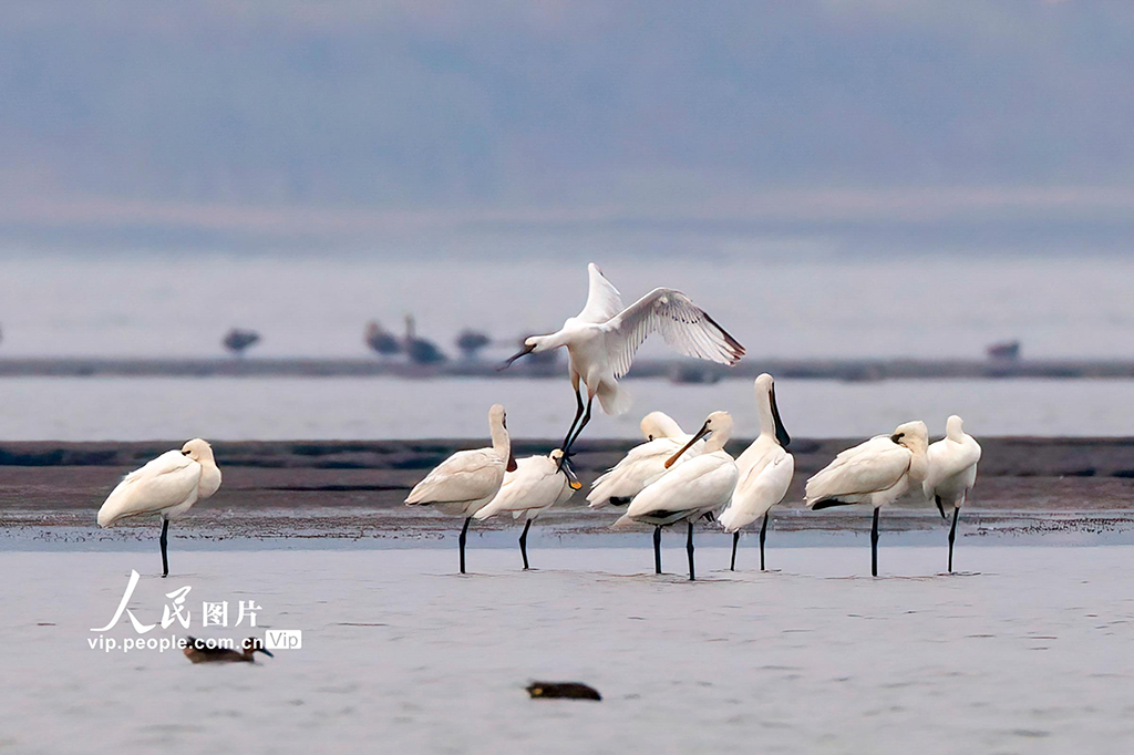 江西湖口：越冬候鸟抵达鄱阳湖湿地
