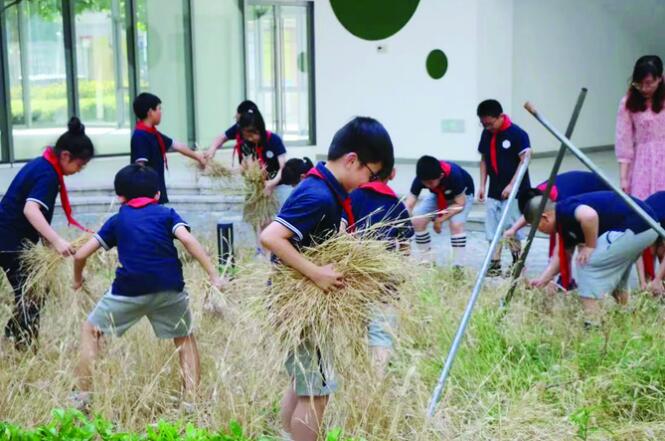 开学季|小学生把自种小麦做成“花式馒头”