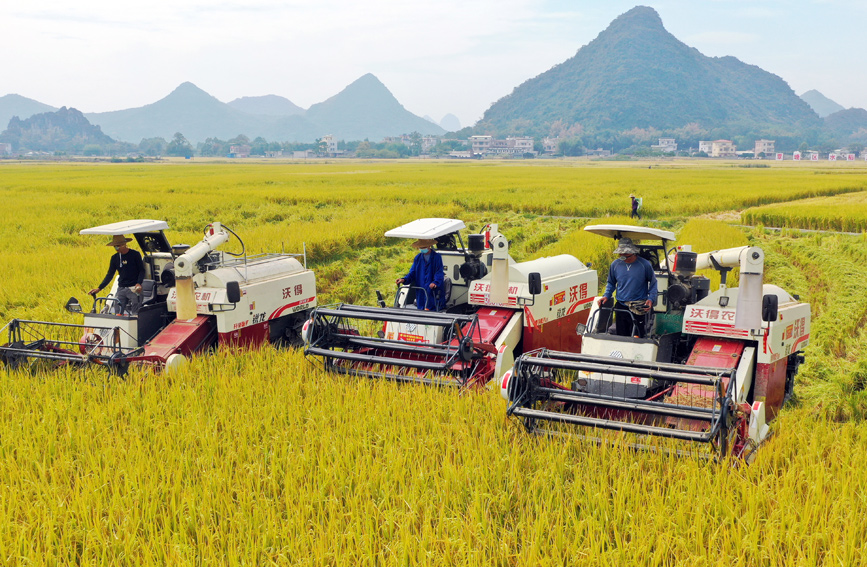 广西贵港：稻谷成熟了 农民丰收了